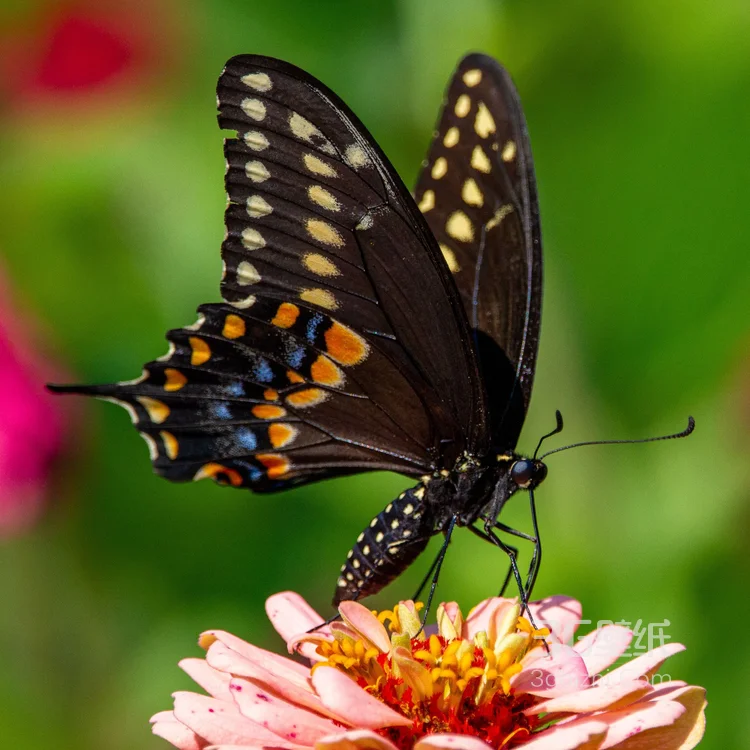 美丽的蝴蝶，采花蜜的蝴蝶摄影美图4