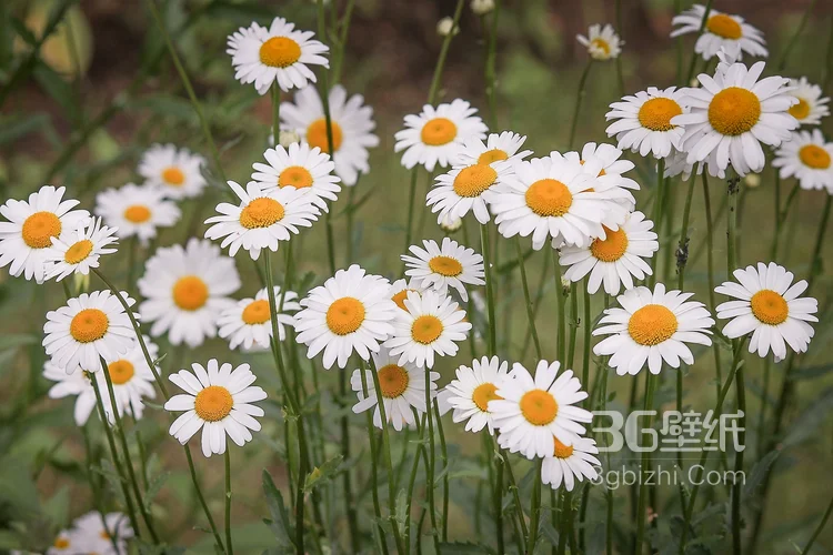 玛格丽特花，白色花瓣，黄色花蕊的木春菊花图片2
