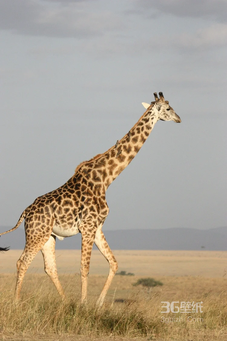 非洲最高的陆生动物长颈鹿图片9