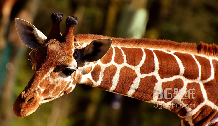 非洲最高的陆生动物长颈鹿图片10