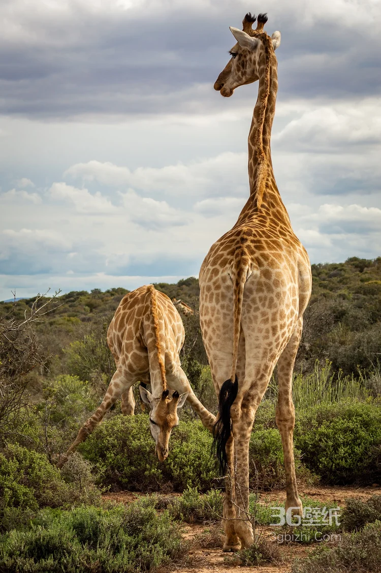 非洲最高的陆生动物长颈鹿图片3