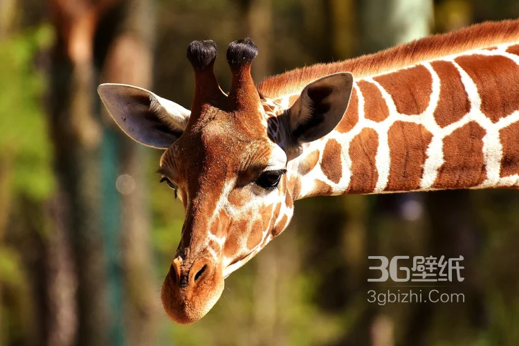 非洲最高的陆生动物长颈鹿图片2