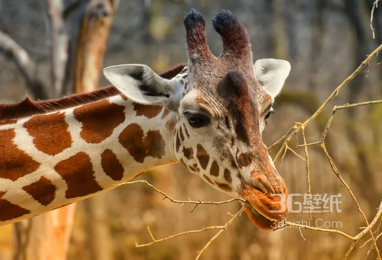非洲最高的陆生动物长颈鹿图片11