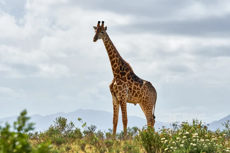 非洲最高的陆生动物长颈鹿图片4
