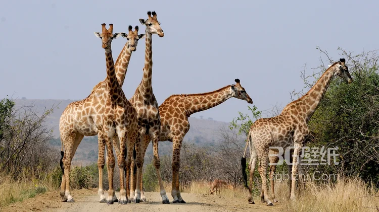 非洲最高的陆生动物长颈鹿图片6