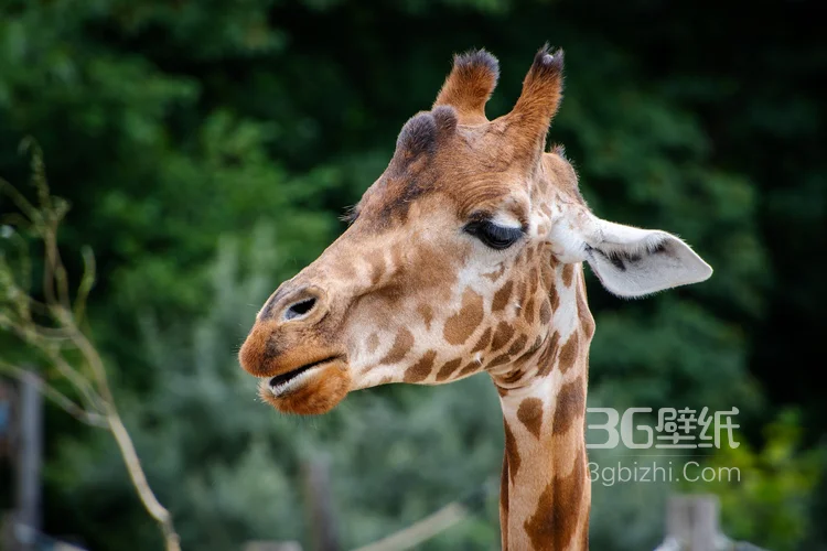 非洲最高的陆生动物长颈鹿图片5