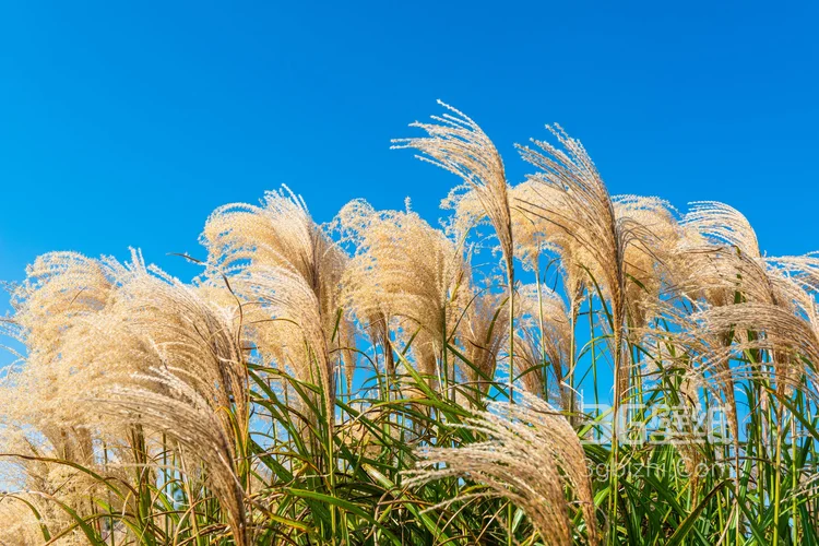 阳光下随风飘荡的芦苇，芦苇丛摄影美图6