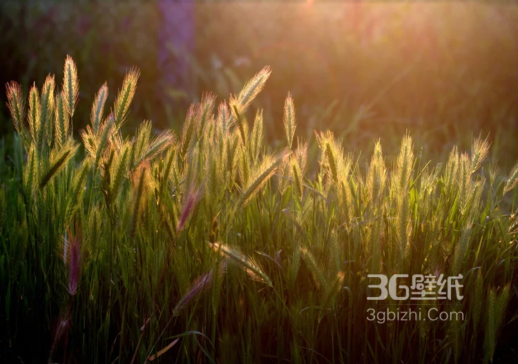 阳光下随风飘荡的芦苇，芦苇丛摄影美图5