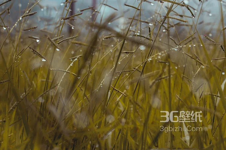 阳光下随风飘荡的芦苇，芦苇丛摄影美图2
