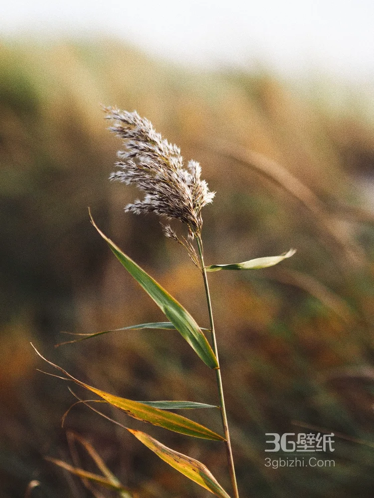 阳光下随风飘荡的芦苇，芦苇丛摄影美图3