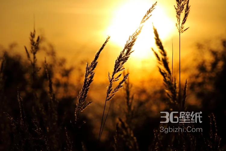 阳光下随风飘荡的芦苇，芦苇丛摄影美图4