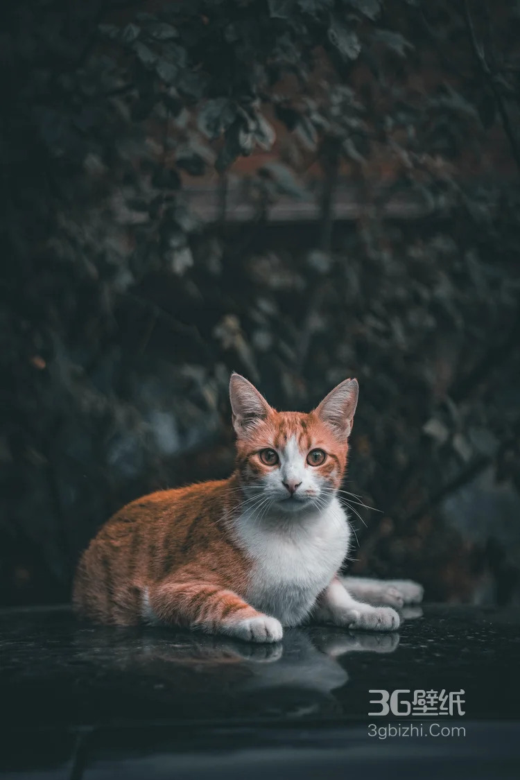 趴在车顶上的黄白猫咪唯美动物摄影图片1