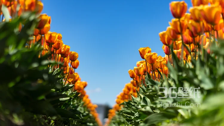 盛开的各种颜色颜色郁金香唯美图片5