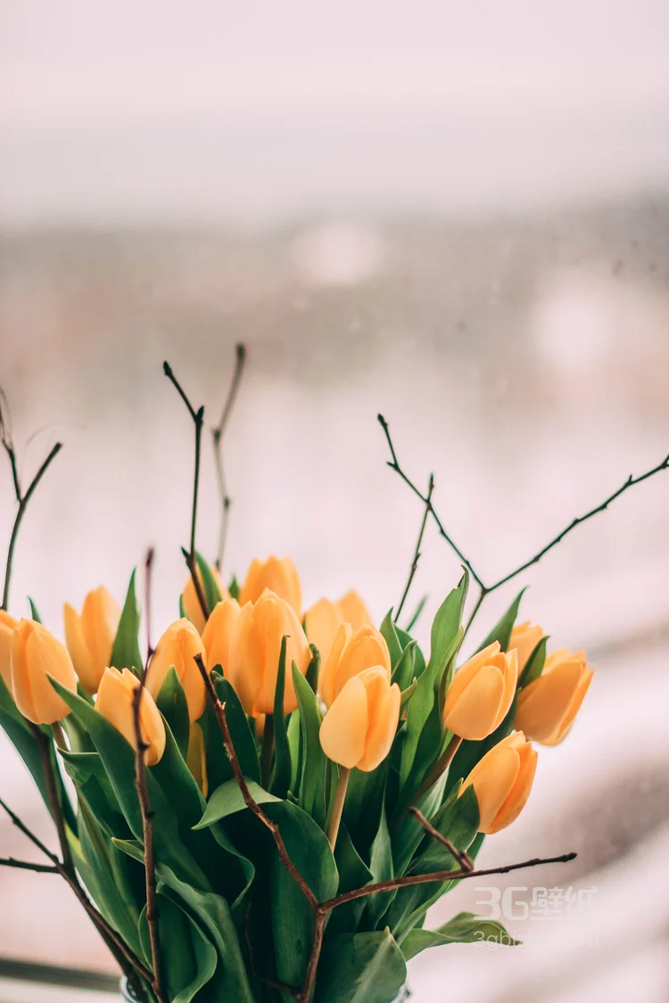 盛开的各种颜色颜色郁金香唯美图片2