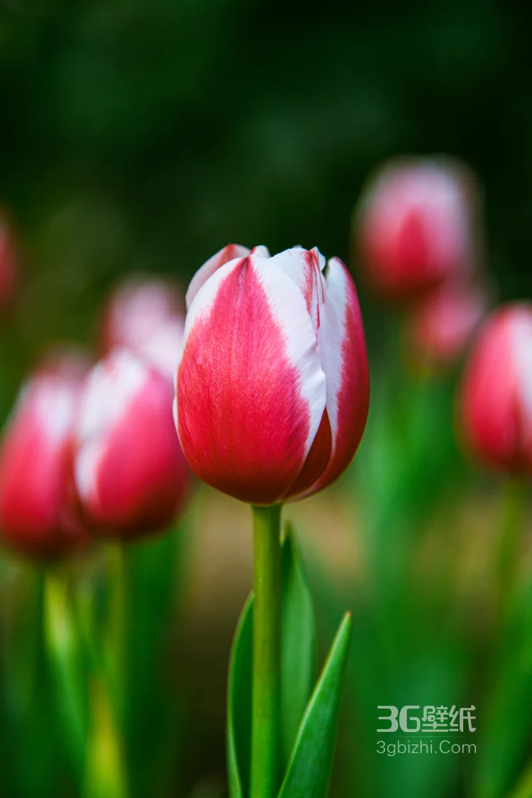 盛开的各种颜色颜色郁金香唯美图片6