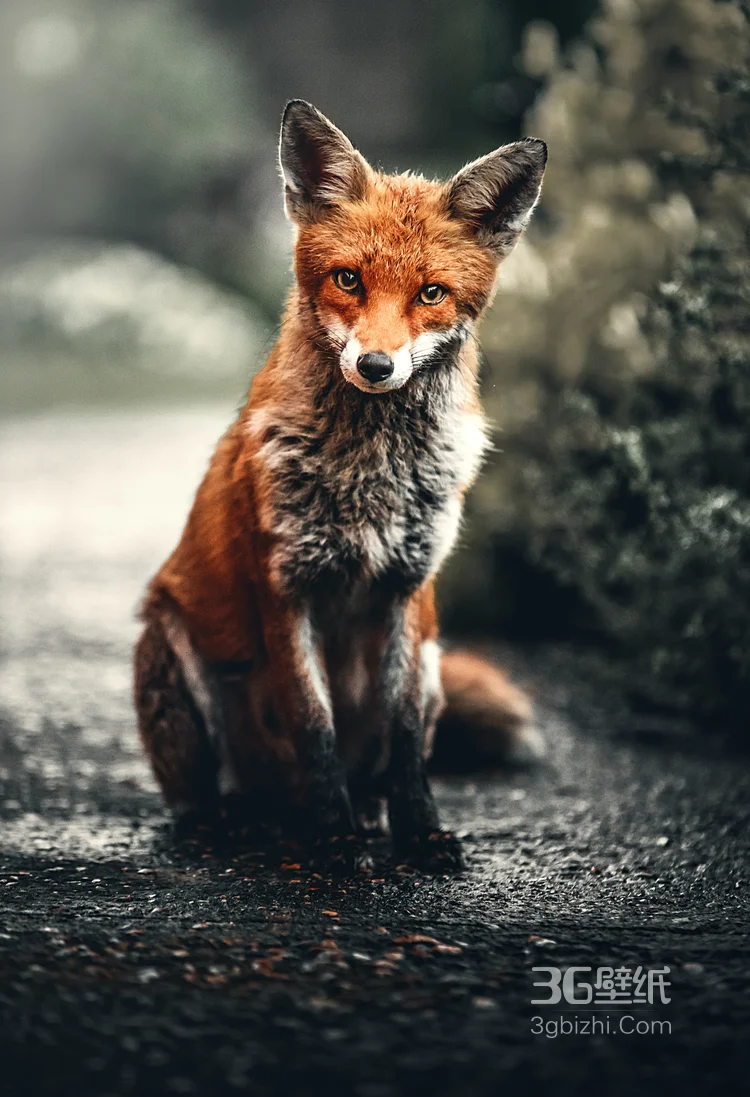 山野中的狐狸唯美摄影图片1