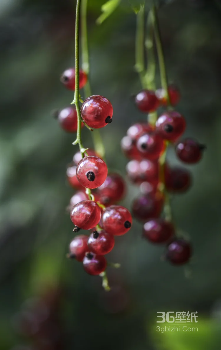 果实成串的紅醋栗搭配各种甜点水果高清好看图片4