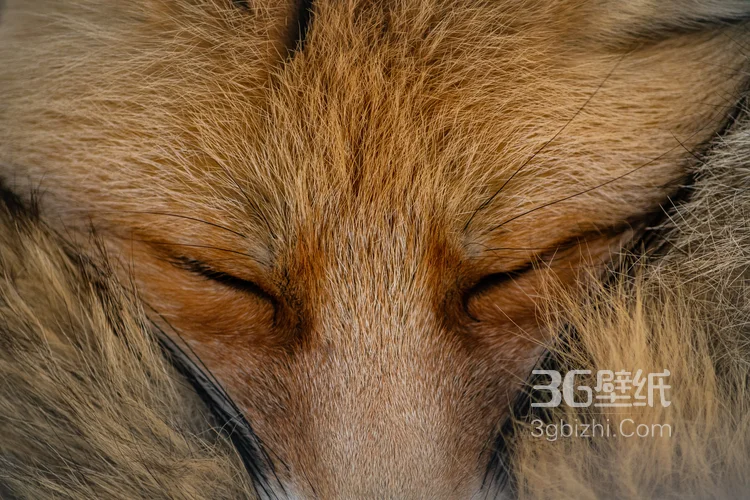 山野中的狐狸唯美摄影图片6