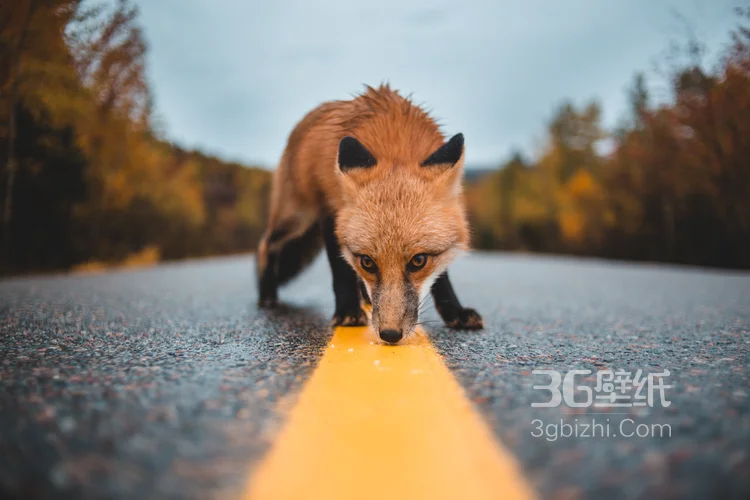 山野中的狐狸唯美摄影图片2