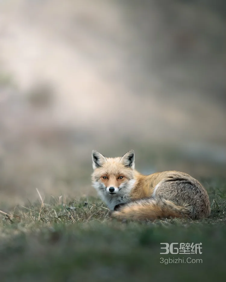 山野中的狐狸唯美摄影图片4