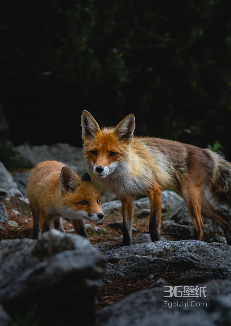 山野中的狐狸唯美摄影图片5