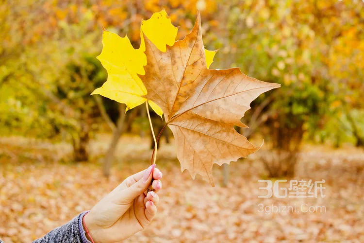 或火红，或金黄的枫树叶子，落叶唯美秋天景色高清图片6