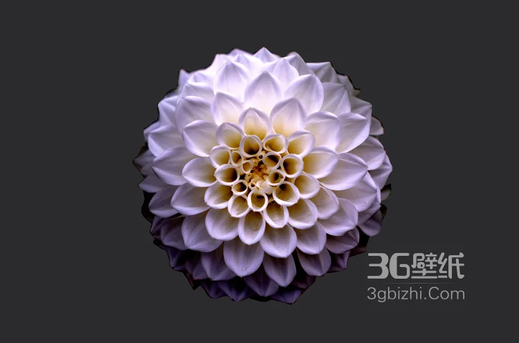 绚丽多姿，花量多、花朵大的大丽花高清图片3