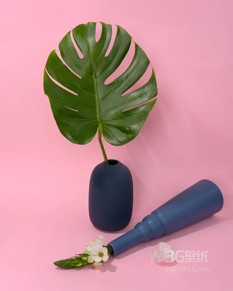 极简主义，各种不同树叶叶子和极简清新颜色背景的艺术碰撞生活图片6