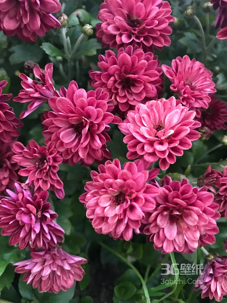 绚丽多姿，花量多、花朵大的大丽花高清图片4