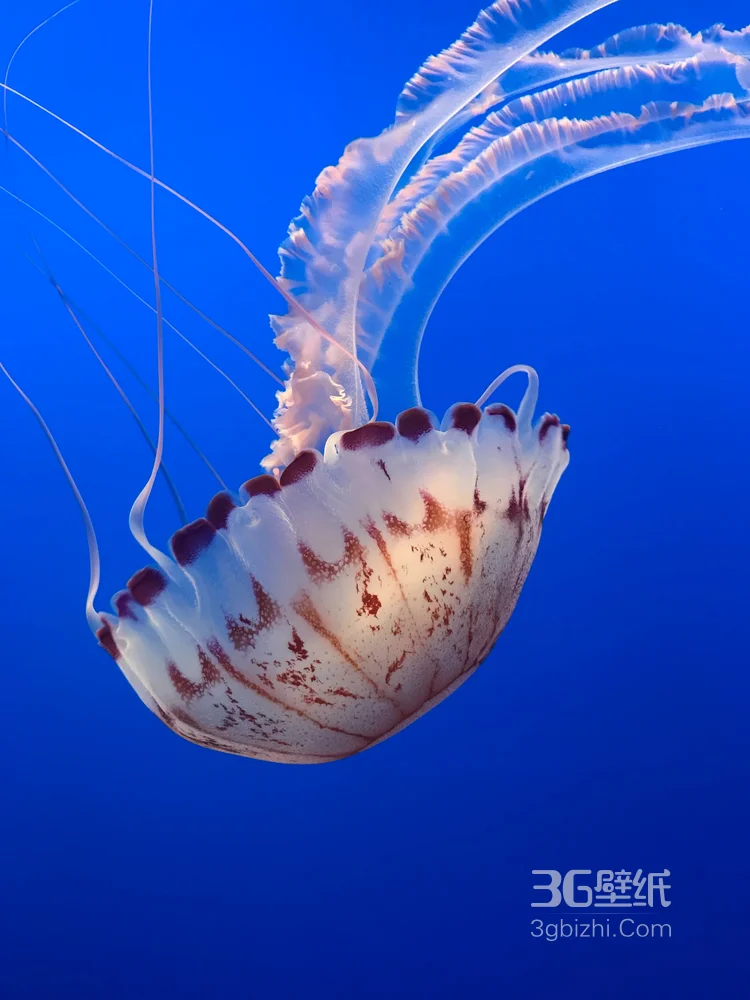 水母，海洋里各种不同形态，颜色各异的水母图片4