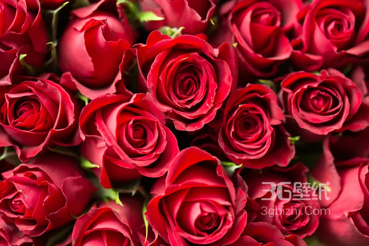 热情似火般的红色玫瑰花唯美高清图片4