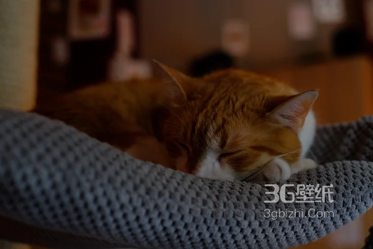 睡觉的猫咪唯美摄影图片4