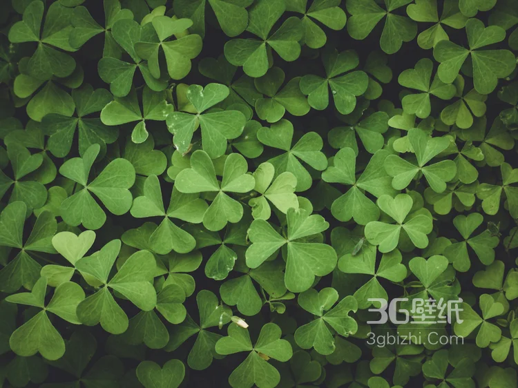 三叶草，清新绿色三叶草唯美摄影图片4