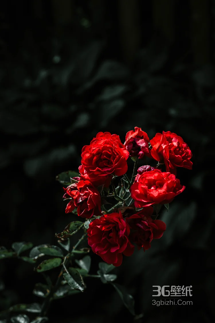 热情似火般的红色玫瑰花唯美高清图片3