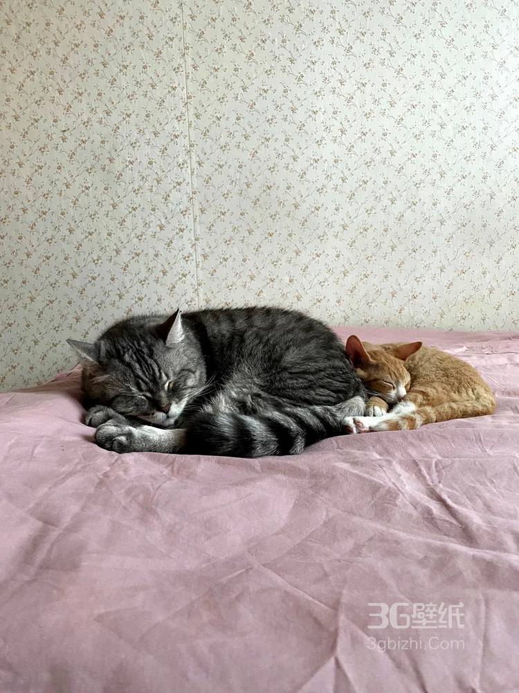 睡觉的猫咪唯美摄影图片5