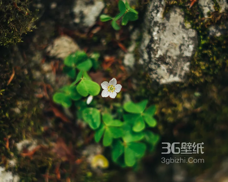 三叶草，清新绿色三叶草唯美摄影图片2