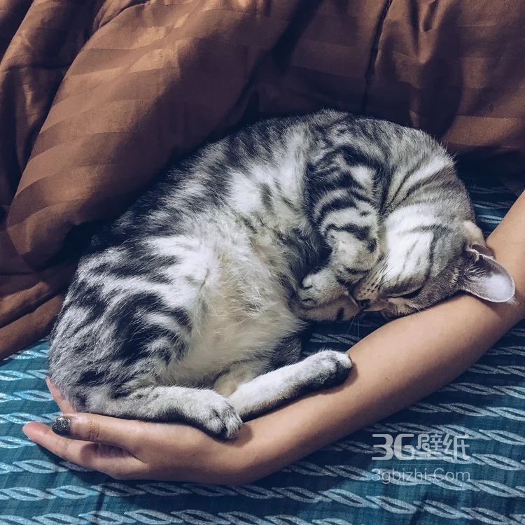 睡觉的猫咪唯美摄影图片6