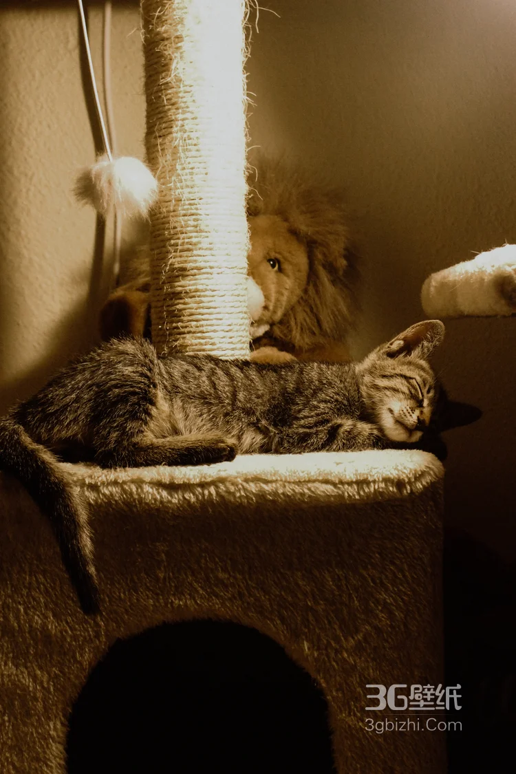 睡觉的猫咪唯美摄影图片8