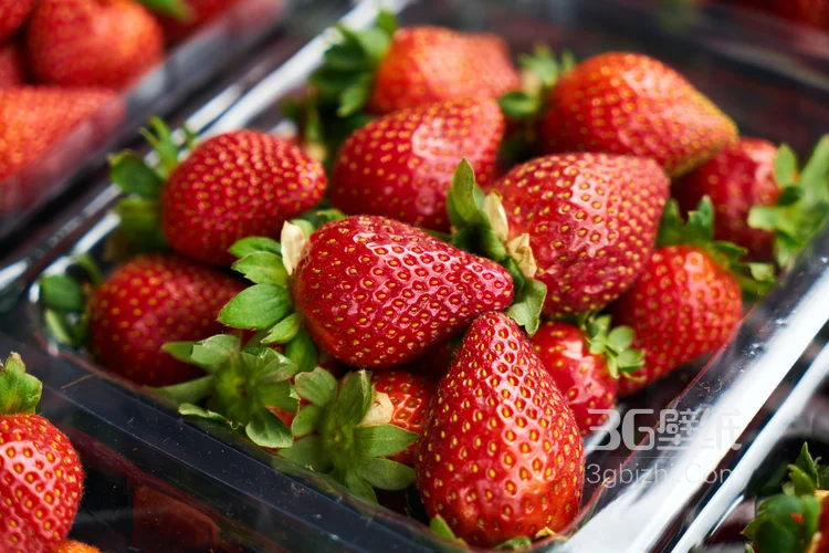 美味水果草莓，新鲜采摘的成熟草莓唯美摄影图片4
