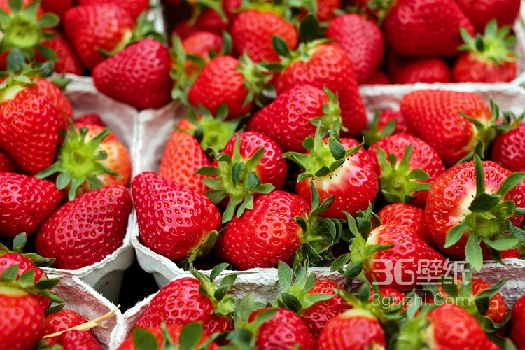 美味水果草莓，新鲜采摘的成熟草莓唯美摄影图片2