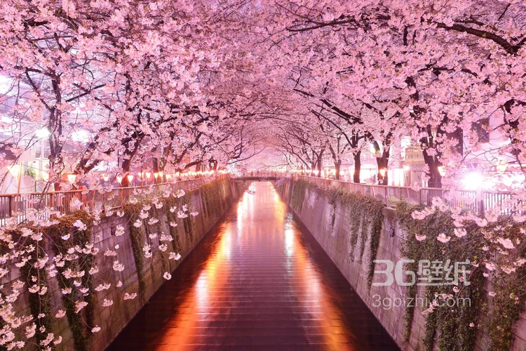 唯美浪漫的樱花，樱花树，插画手绘动漫壁纸图片4