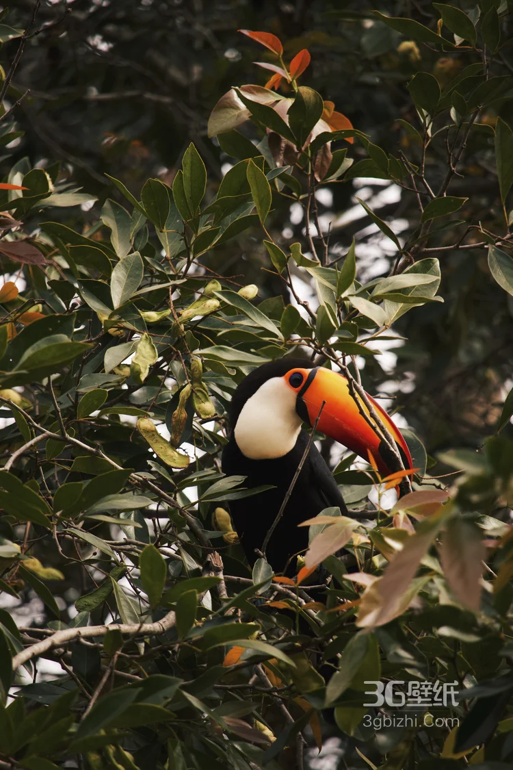 巨嘴鸟图片，鵎鵼(巨嘴鸟)高清户外摄影美图5