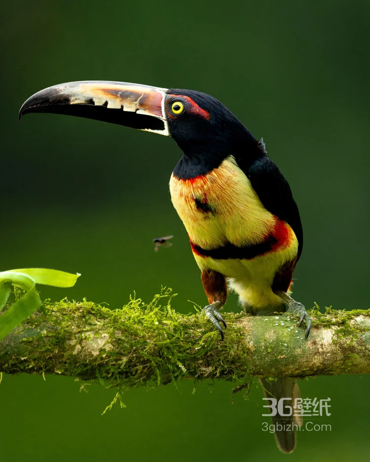 巨嘴鸟图片，鵎鵼(巨嘴鸟)高清户外摄影美图3