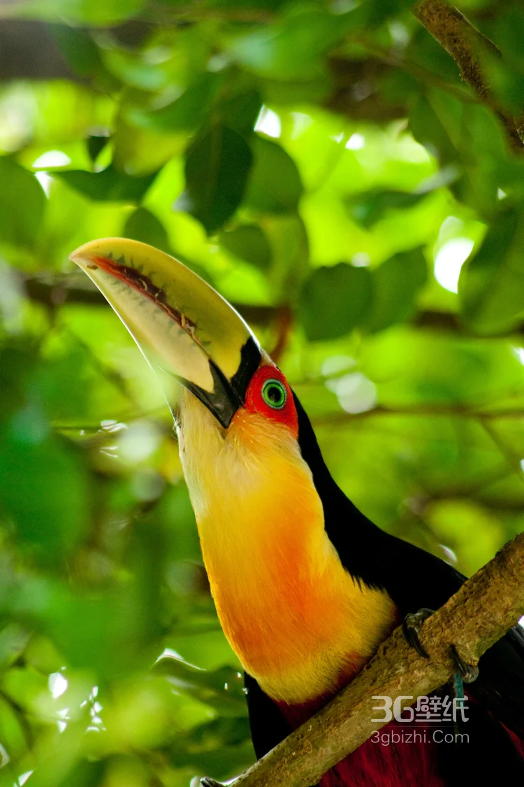 巨嘴鸟图片，鵎鵼(巨嘴鸟)高清户外摄影美图6