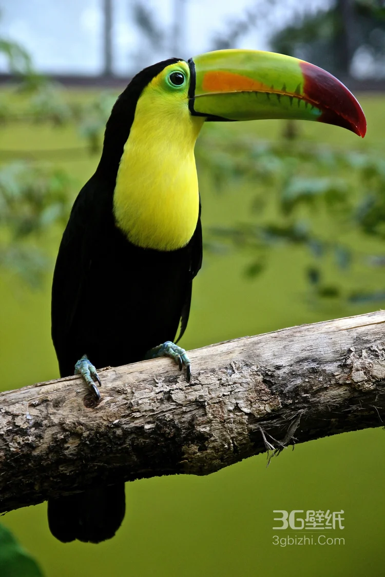 巨嘴鸟图片，鵎鵼(巨嘴鸟)高清户外摄影美图8