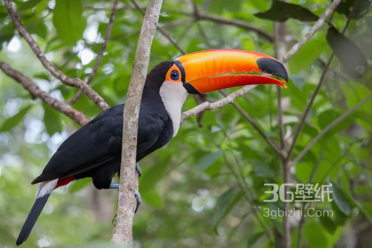 巨嘴鸟图片，鵎鵼(巨嘴鸟)高清户外摄影美图4