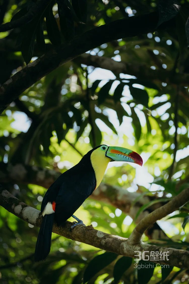 巨嘴鸟图片，鵎鵼(巨嘴鸟)高清户外摄影美图2