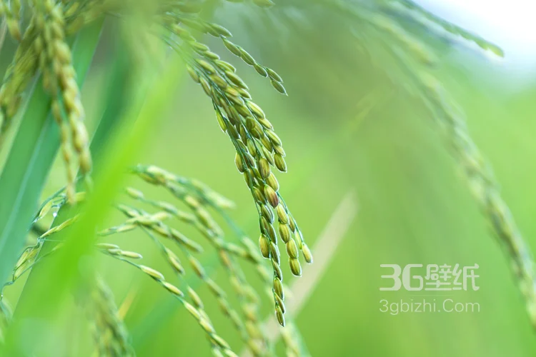 水稻，稻穗，快成熟的纯绿色小清新水稻稻穗植物图片2