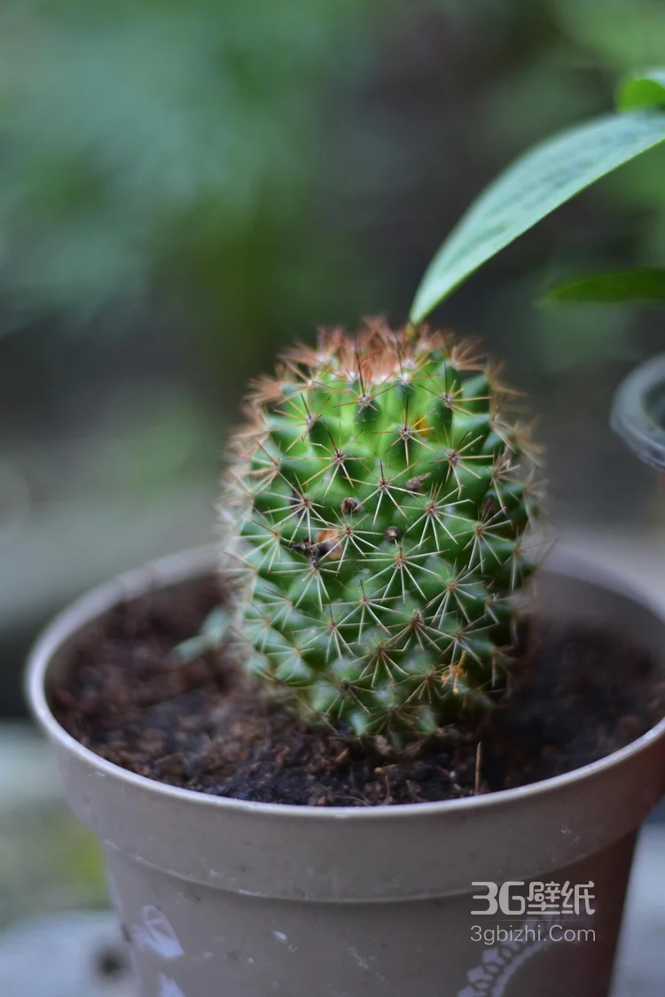仙人球图片，带刺多肉类植物仙人球唯美摄影图片7