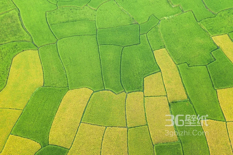 稻田无人机拍图片，一块一块错落有致的稻田唯美航拍图片4